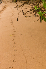 Chicken Tracks on Moloa'a Bay Beach, Kauai, Hawaii, USA