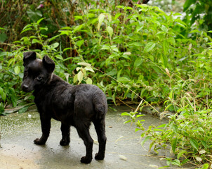 A small black dog with short legs and no tail