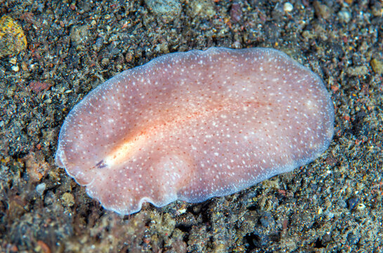 Sea Flatworm - macro underwater world of Tulamben, Bali, Indonesia.