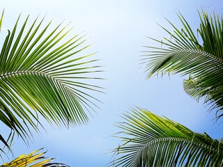 Fototapeta na wymiar Palm tree leaf, palm tree against blue sky in the background.