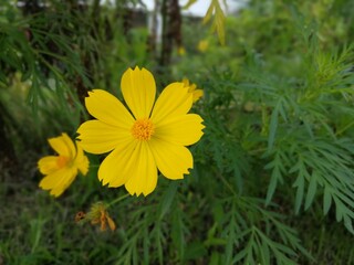 Close-up of a single yellow cosmos flower in the garden