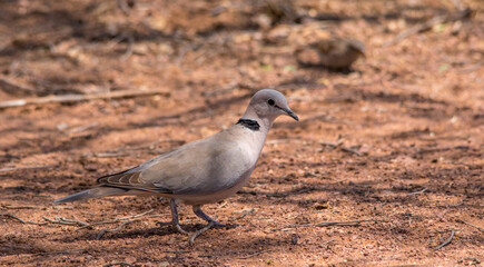 A cape turtle dove feeding on the ground in the African bush 
