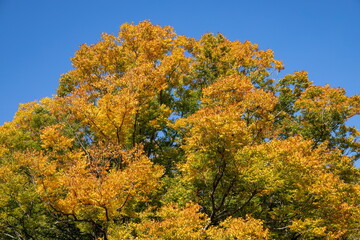 Autumn colorful maple leaves at japanese temple Okuboji, kagawa, shikoku, japan