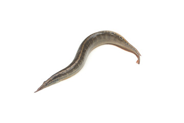 Macrognathus siamensis on white background.