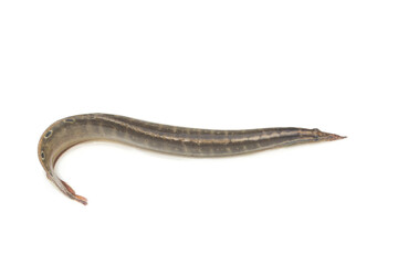 Macrognathus siamensis on white background.