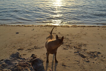 Sunset Dog