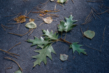 Autumn leaves lie on the asphalt.