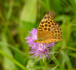 orange brown butterfly silver-washed fritillary (Argynnis paphia) on cornflower blossom