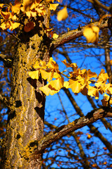GINKGOBAUM IM HERBST