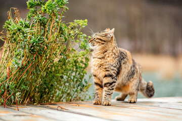 A striped brown cat sniffs a green plant and its leaves. Copy space. In the background, a blurred background of nature and the river