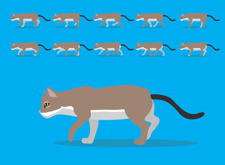 Animal Animation Sequence Singapura Cat Cartoon Vector