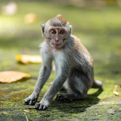 Poster Portrait of a small macaque monkey sits on the mossy steps of the temple. Copy space. Monkey forest, Bali, Indonesia © _KUBE_