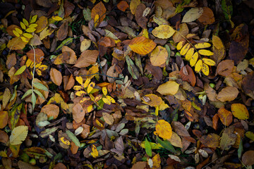 Tapis de feuilles mortes pour un fond d'écran d'automne