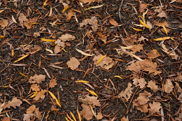 background yellow leaves on the ground