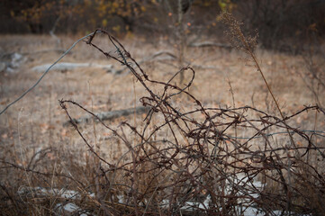 metal barbed wire on a background of dry grass