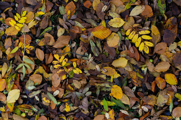 Tapis de feuilles mortes pour un fond d'écran d'automne