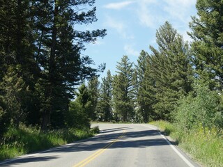 Paved winding road bordered by pine trees, Yellowstone National Park.