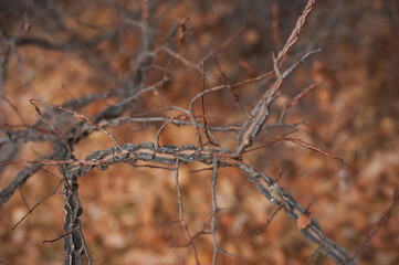 abstract natural background, twigs of dry wood with the bark of an unusual shape