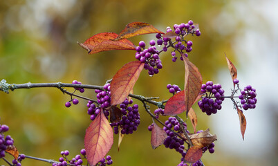Callicarpa oder Liebesperlenstrauch. Kahl Zweig verziert mit kleinen lila Perlen