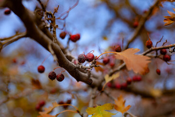 large horizontal photo. autumn day. Golden autumn. dry hawthorn leaves with fruits on a branch. dry hawthorn fruit on a background of blue sky.