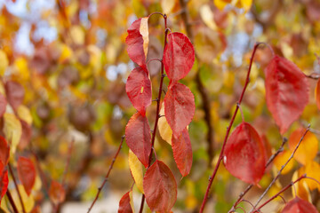 Large horizontal photo. autumn day. Golden autumn. leaves of apricot tree autumn. red apricot leaves. A branch of dry red leaves of a fruit tree against a background of yellow blurred leaves.