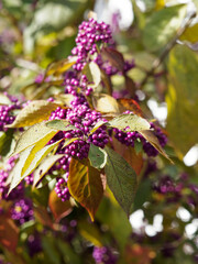 Callicarpa bodinieri oder Liebesperlenstrauch in den schönsten Herbstfarben, gelb, orange und rot im Kontrast zu den violetten Steinfrüchten 