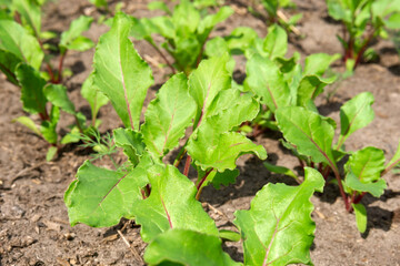 Organic gardening, Swiss chard in a vegetable garden, selective focus