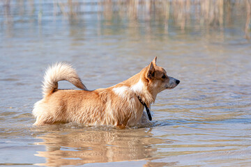 Welsh Corgi dog swims in the lake and enjoys a sunny day