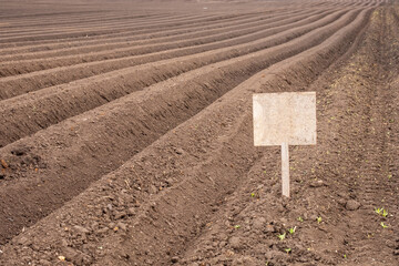 an unmarked plaque is stuck in the soil with planted potatoes. rows of potatoes