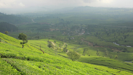 Fototapeta premium Beautiful scene of tea plantation at Wayang Windu Pangalengan, West Java Indonesia. Fresh green nature background