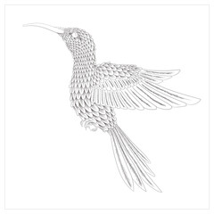 Handdrawn hummingbird illustration vector isolated in white background