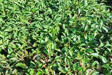Obraz premium Green leaves bush plant background, Nature. tea plantation
