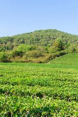 Fototapeta na wymiar tea plantation landscape nature. growing tea, harvest vertical photo