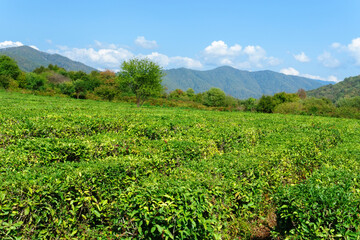 landscape view of a tea plantation on a summer day in the sun. Nature background.