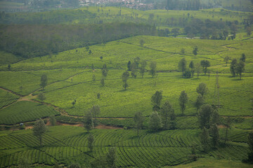 Beautiful landscape view of tea plantation at Wayang Windu Pangalengan, West Java Indonesia. Fresh green nature background
