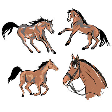 vector set of horses in motion. morgan breed.brown horse with bridle