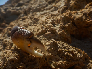 hand from a crab n the rock from the beach in the sun