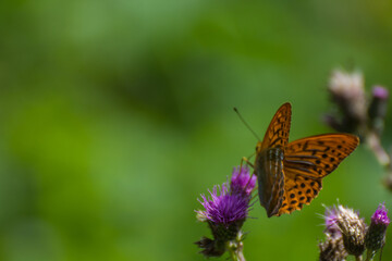 Fototapeta na wymiar brown butterfly on a purple brossom with green background