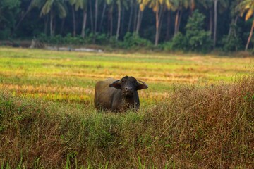 Bulls and herons in a rice field. Maharashtra state. India. November 2020