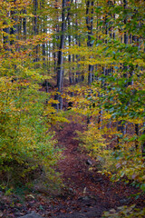 Fototapeta premium Path in autumn forest.