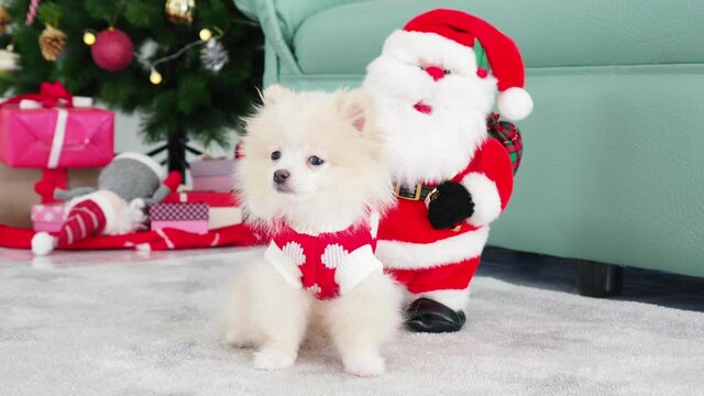 Little cute white fluffy dog standing with santa dancing at a room decorated with christmas tree.