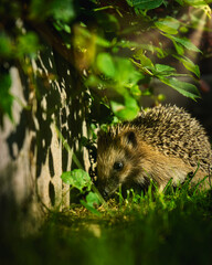 Hedgehog looking for food close up portrait of a hedgehog.