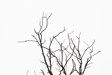 Dead tree branches isolated on white background