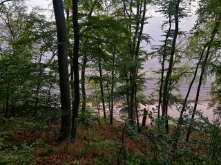 Closeup of green trees on a cliff in Gdynia, Poland