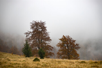 Foggy trees in autumn mountains