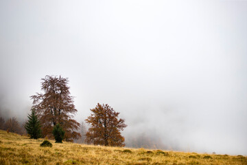 Fototapeta na wymiar Foggy trees in autumn mountains