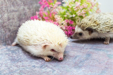 Two African hedgehog on a gray background with flower