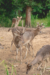 Naklejka na ściany i meble group of wild deers in the forest