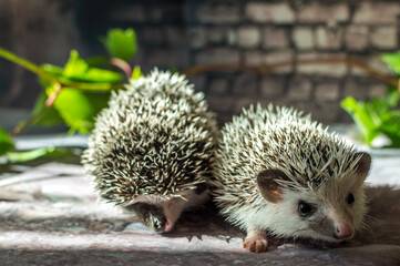 Two African hedgehog on a gray background