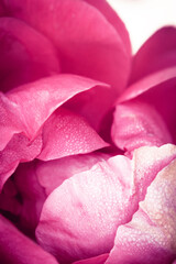 pink rose close up